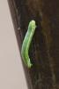 Thera sp.